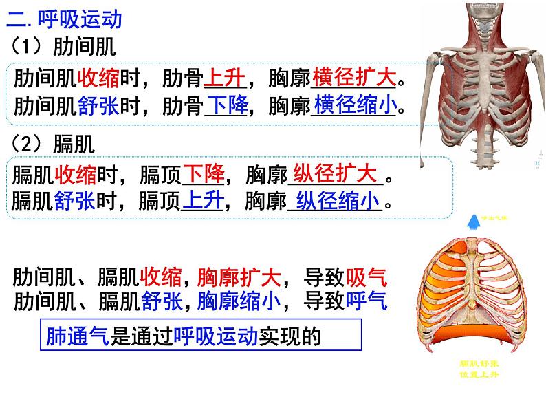 10.2.2++人体细胞获得氧气的过程--第2课时同步课件2023-2024+学年北师大版生物七年级下册05