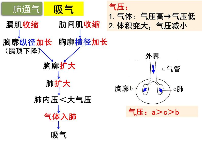 10.2.2++人体细胞获得氧气的过程--第2课时同步课件2023-2024+学年北师大版生物七年级下册06