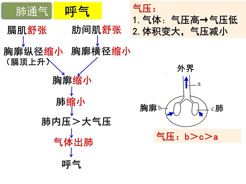 10.2.2++人体细胞获得氧气的过程--第2课时同步课件2023-2024+学年北师大版生物七年级下册07