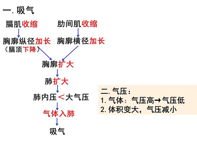 10.2.2++人体细胞获得氧气的过程--第2课时同步课件2023-2024+学年北师大版生物七年级下册08