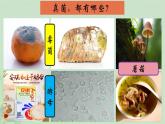 5.4.3真菌课件2023--2024学年人教版生物八年级上册