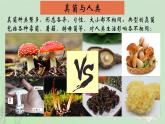 5.4.3真菌课件2023--2024学年人教版生物八年级上册