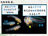5.1.5两栖动物课件2023--2024学年人教版生物八年级上册