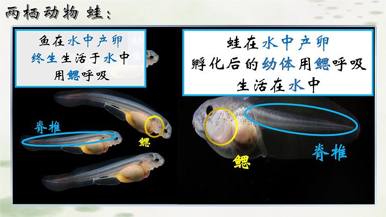 5.1.5两栖动物课件2023--2024学年人教版生物八年级上册第2页