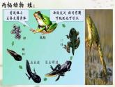 5.1.5两栖动物课件2023--2024学年人教版生物八年级上册