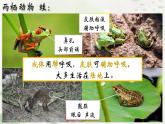 5.1.5两栖动物课件2023--2024学年人教版生物八年级上册