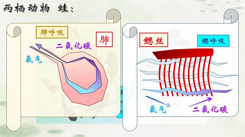 5.1.5两栖动物课件2023--2024学年人教版生物八年级上册第6页