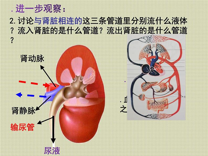 《尿的形成和排出》课件05