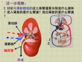 《尿的形成和排出》课件