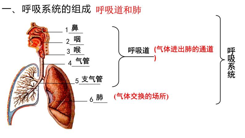 《人体的呼吸 》复习课  课件04