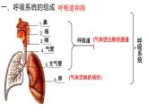 《人体的呼吸 》复习课  课件