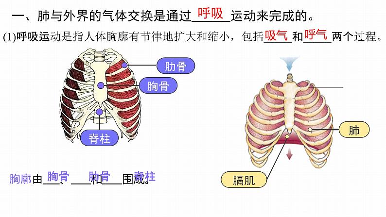 《人体的呼吸 》复习课  课件第6页