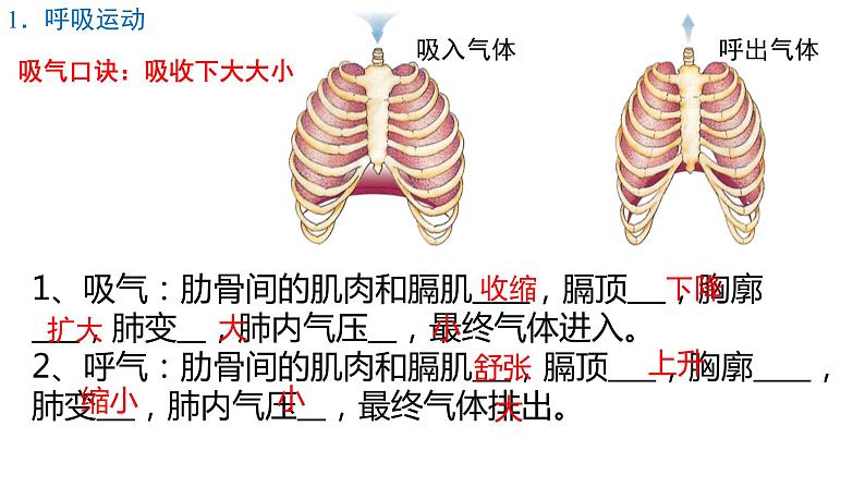 《人体的呼吸 》复习课  课件第8页