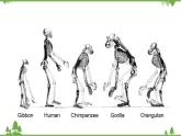 北师大版生物八年级下册 第21章 第3节 《人类的起源与进化》课件1