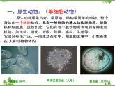 北师大版生物八年级下册 第22章 第2节  《原生生物的主要类群》课件