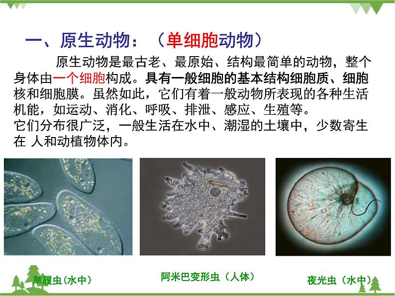 北师大版生物八年级下册 第22章 第2节  《原生生物的主要类群》课件05