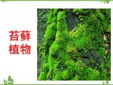 北师大版生物八年级下册 第22章 第3节  《植物的主要类群》课件