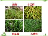 北师大版生物八年级下册 第22章 第3节  《植物的主要类群》课件
