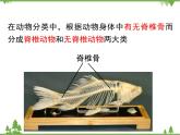 北师大版生物八年级下册 第22章 第4节  《动物的主要类群》课件2（第1课时）