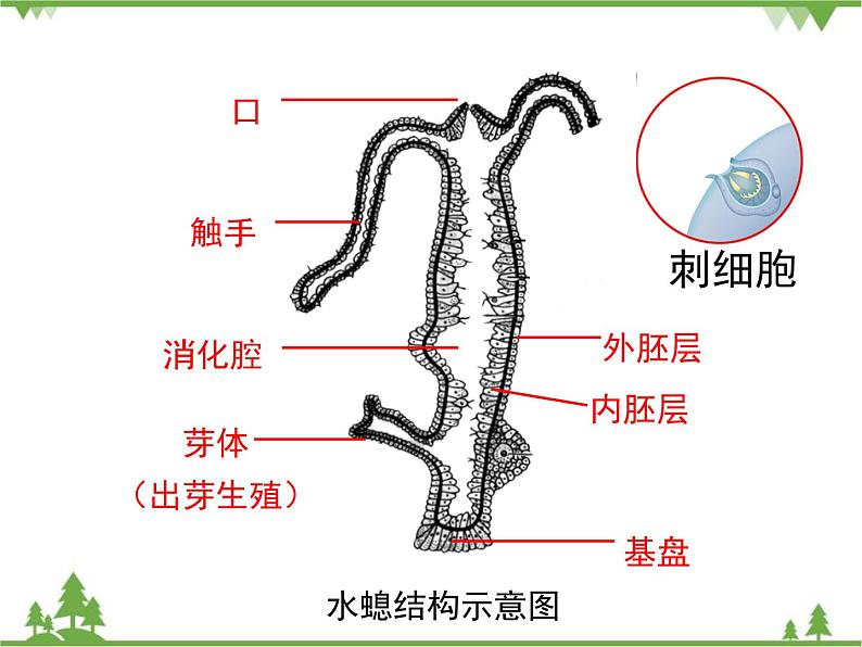 北师大版生物八年级下册 第22章 第4节  《动物的主要类群》课件2（第1课时）第7页