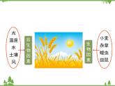 北师大版生物八年级下册 第23章 第1节  《生物的生存依赖一定的环境》课件2