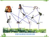 北师大版生物八年级下册 第23章 第3节  《生态系统的结构和功能》课件1
