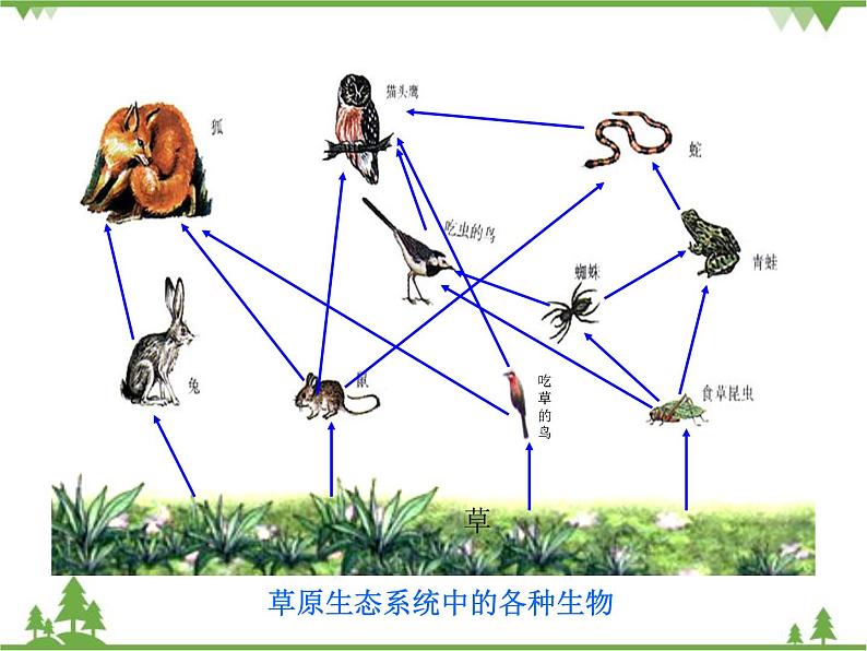 北师大版生物八年级下册 第23章 第3节  《生态系统的结构和功能》课件1第5页