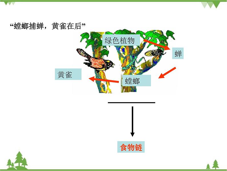 北师大版生物八年级下册 第23章 第3节  《生态系统的结构和功能》课件1第6页