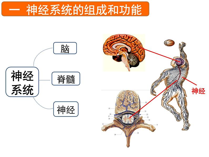 《神经系统的组成》课件第5页