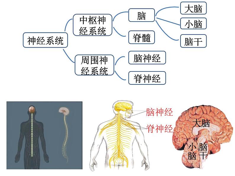 《神经系统的组成》课件第6页