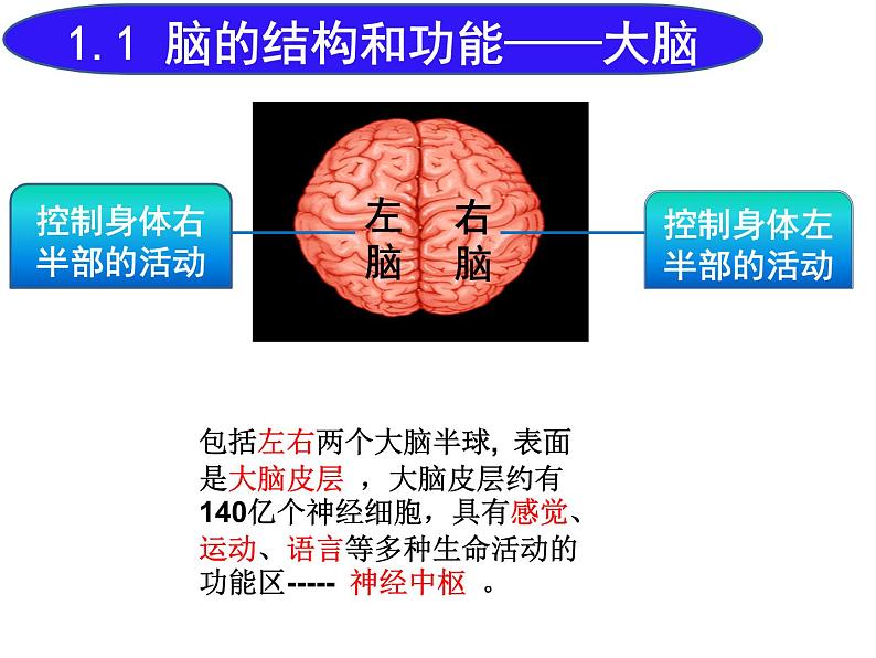 《神经系统的组成》课件第7页