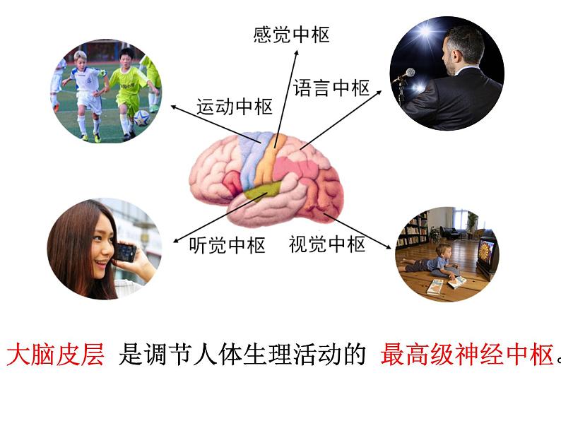 《神经系统的组成》课件第8页