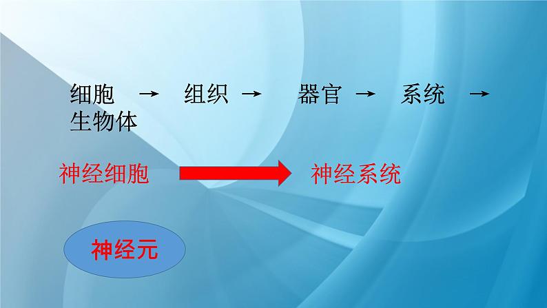 《神经系统的组成》课件PPT03