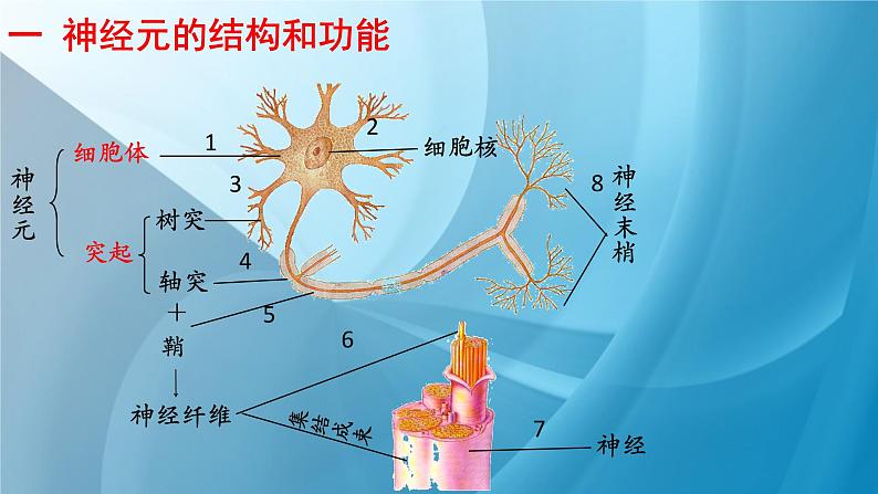 《神经系统的组成》课件PPT第5页