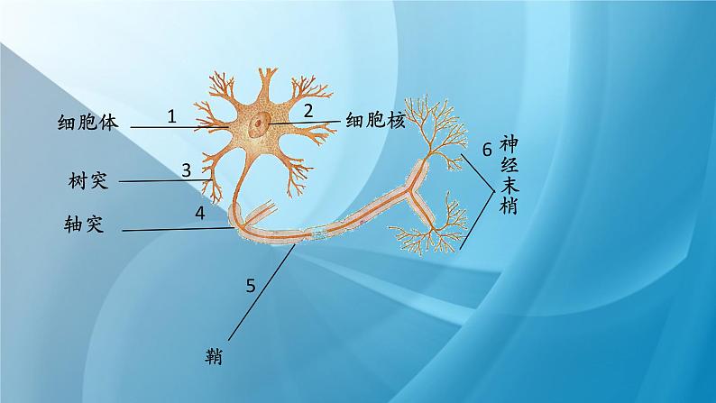 《神经系统的组成》课件PPT第6页