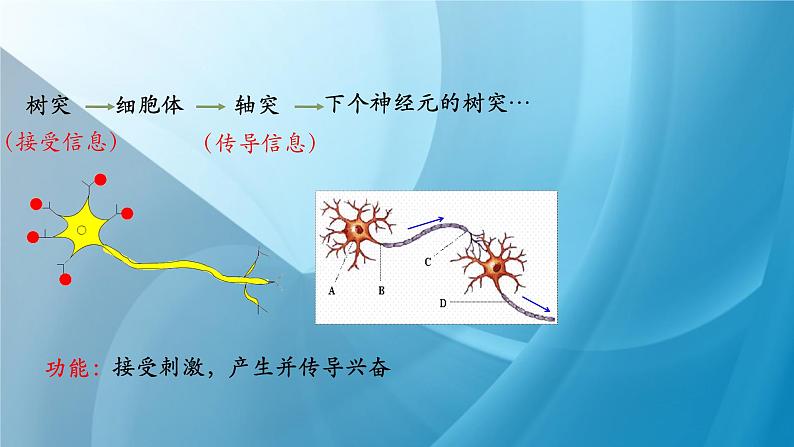 《神经系统的组成》课件PPT第7页