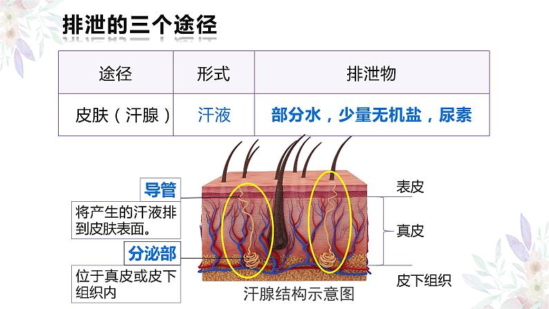 《人体内废物的排出》课件第4页