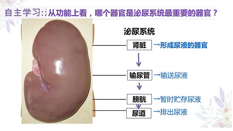 《人体内废物的排出》课件第6页