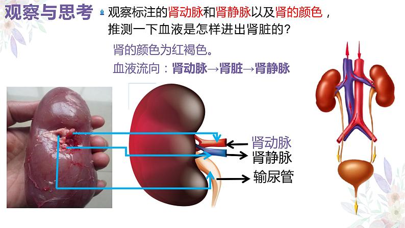 《人体内废物的排出》课件第7页