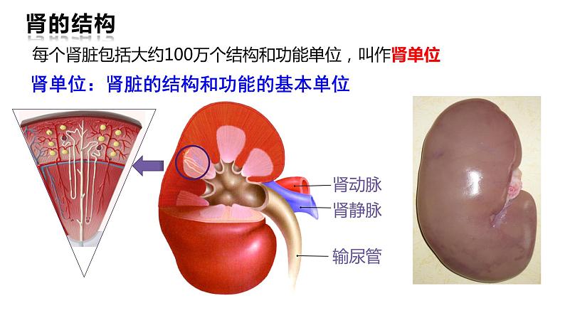 《人体内废物的排出》课件第8页