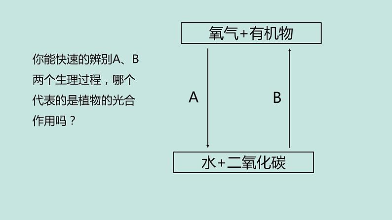 《绿色植物的三大生理过程》（复习课）课件第3页