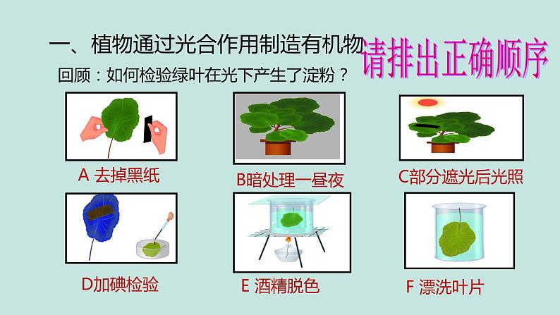 《绿色植物的三大生理过程》（复习课）课件第4页