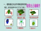 《绿色植物的三大生理过程》（复习课）课件