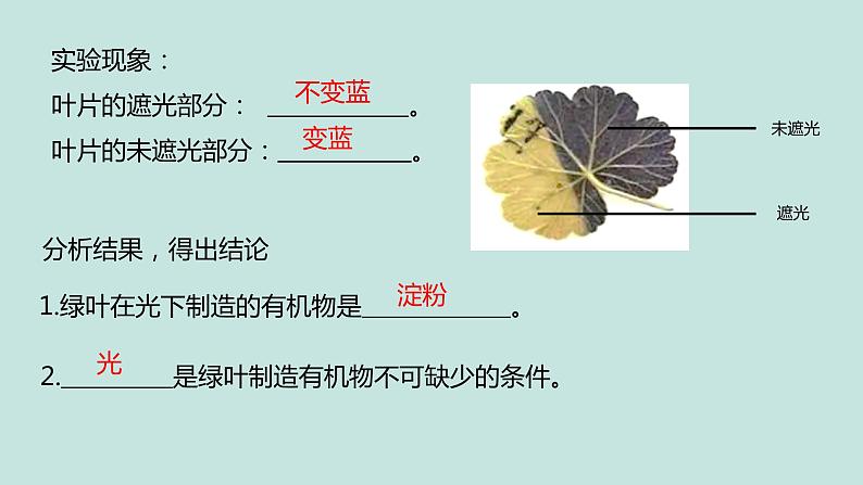 《绿色植物的三大生理过程》（复习课）课件第7页