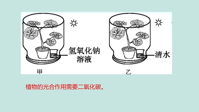 《绿色植物的三大生理过程》（复习课）课件第8页