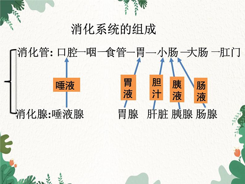 北师大版生物七年级下册 第8章 第2节 《食物的消化和营养物质的吸收》课件第4页