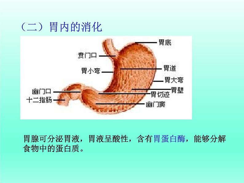 北师大版生物七年级下册 第8章 第2节 《食物的消化和营养物质的吸收》课件（第2课时）第3页