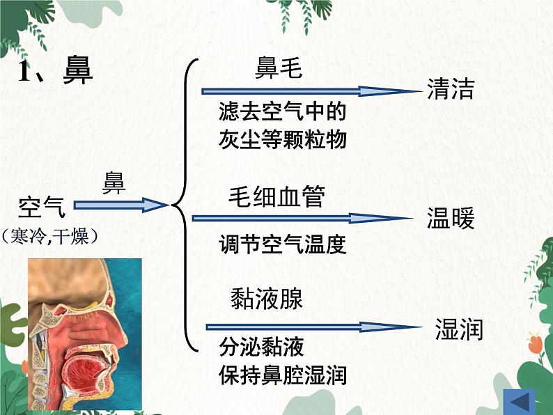 北师大版生物七年级下册 第10章 第2节 《人体细胞获得氧气的过程》课件第8页