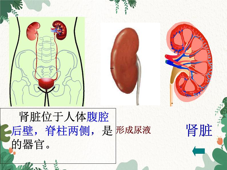 北师大版生物七年级下册 第11章 第2节《尿的形成与排出》课件第5页