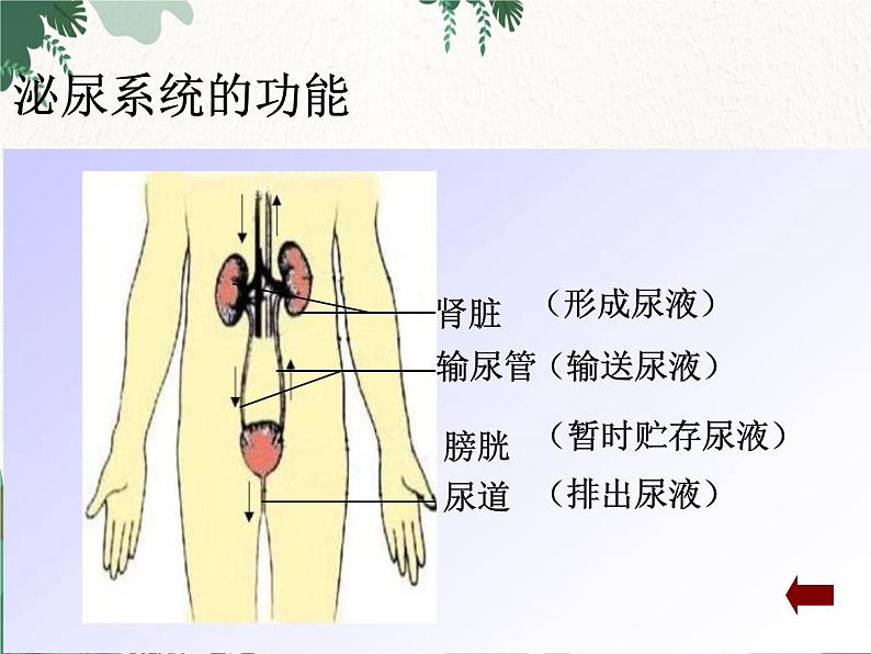 北师大版生物七年级下册 第11章 第2节《尿的形成与排出》课件第7页